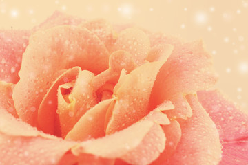 Poster - Beautiful orange rose close-up