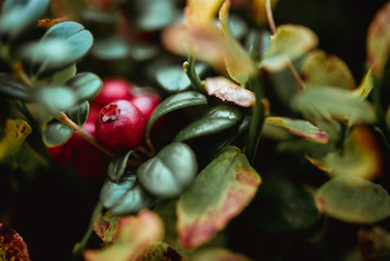 beautiful amazing red natural berry in sunny mountains, in green