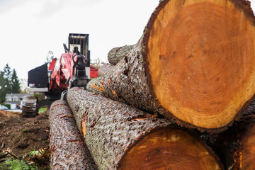 Trees chopped and stacked