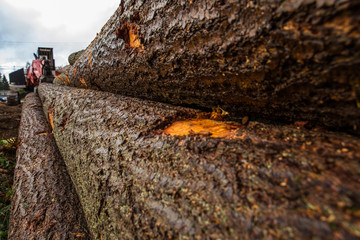 Trees chopped and stacked close up bark