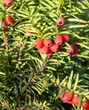 © msnobody - Taxus baccata (European yew) shoot with mature cones