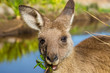 Australian Kangaroos in Pebbly Beach
