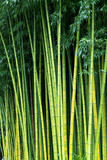 Green bamboo nature backgrounds