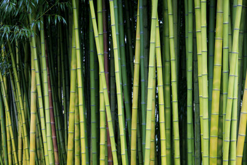 Tła bambusa zieleni natura