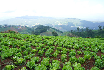 Poster - fresh green lettuce on the ground in the farm