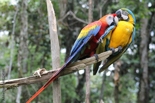 Naklejka ścienna guacamayo