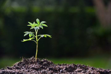 Poster - Young plant in the morning light