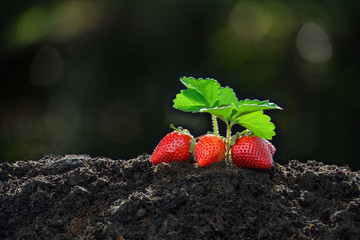 Wall Mural - Close-up of the ripe strawberry in the garden