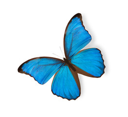 Wall Mural - Blue butterfly isolated on white