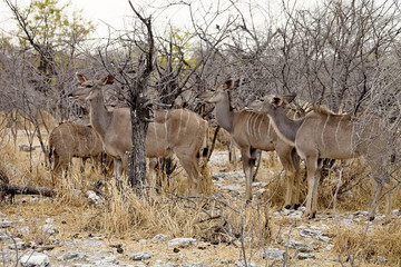  the group Greater kudu, Tragelaphus strepsiceros in the Etosha National Park, Namibia