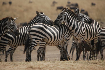 Canvas Print - Zebra at Masai Mara, Kenya, Africa