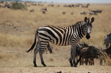 Canvas Print - Plains zebra (Equus quagga) at Masai Mara