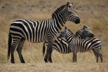 Canvas Print - Plains zebra (Equus quagga) at Masai Mara