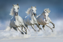 Three White Horse Run Gallop In Snow