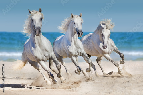 Fototapeta na wymiar Horses run along the coast