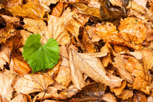 Single Green Leaf Over Dead Leaves. Concept For Life Or Stand Out Of A Crowd