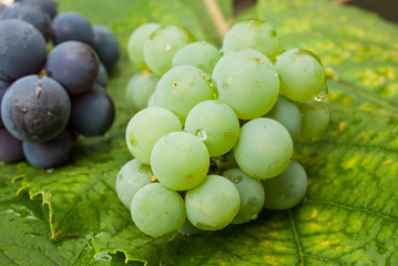  Blue and green fresh grapes on leaves
