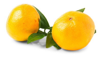 Two orange mandarins with green leaf