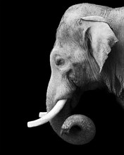 Black And White Portrait Of An Elephant