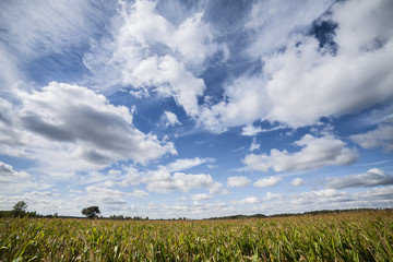 Agricultural landscape, dramatic dark sky and clouds on the horizon.
