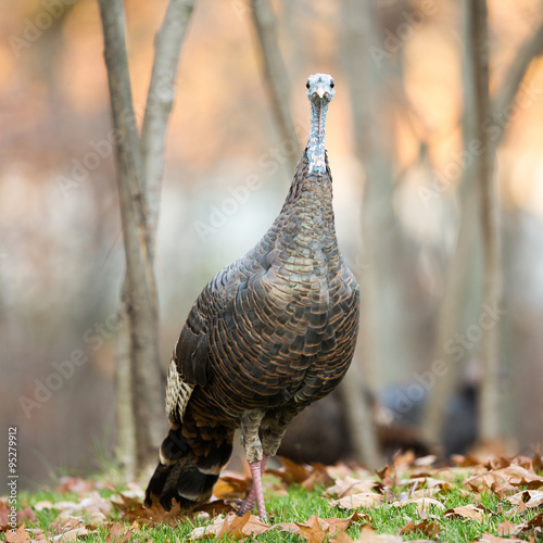 Fotografie, Obraz Wild Turkey Looking at Camera with a Serious Expression