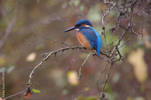 Loiseau Bleu Le Martin Pêcheur Buy This Stock Photo And