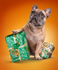 Wall Mural - French bulldogs with christmas gifts