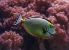 Naso Tang, Naso Lituratus, Is Found In The Indian And Pacific Ocean