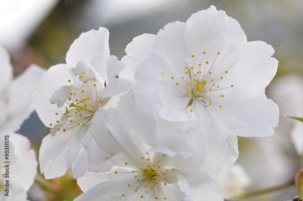 白い桜 Stock Photo | Adobe Stock