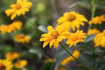 cute bright yellow coreopsis flowers in a garden 