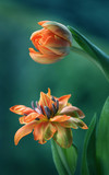 Fototapeta Kwiaty - Tulipany