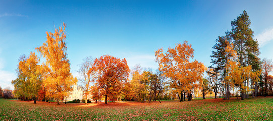 Aufkleber - Autumn forest panorama in park