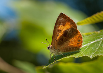 Wall Mural - Harvester Butterfly