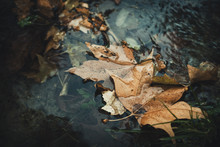 Fallen Leaves In Stream