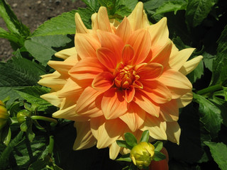 Yellow orange dahlia flower closeup with green leaves.