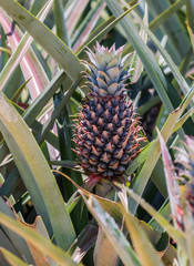 Wall Mural - fresh pineapple in garden