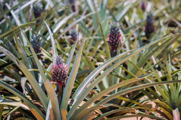 Wall Mural - fresh pineapple in garden