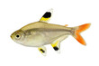 Golden pristella tetra Pristella maxillaris X-ray tetra fish isolated on white 