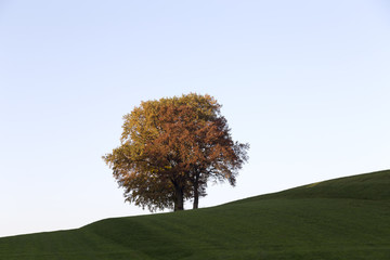 An colorful autumn tree on hill with a light blue canvas from the sky