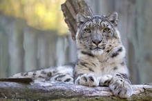 Resting Snow Leopard, Uncia Uncia, Portrait.