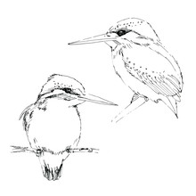 Ink Sketch Of Small Bird Kingfisher