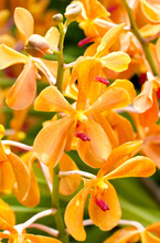 Blossom Orange Orchid.