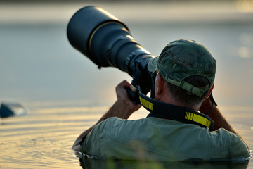Wall Mural - wildlife photographer outdoor, standing in the water