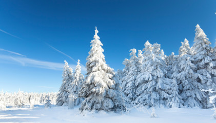 Canvas Print - verschneiter Wald 