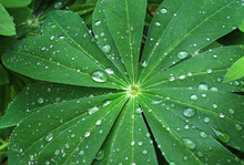 Large Green Leaf With Water Drops