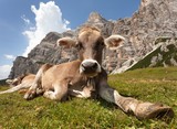 Fototapeta Pokój dzieciecy - head of cow (bos primigenius taurus), with cowbell