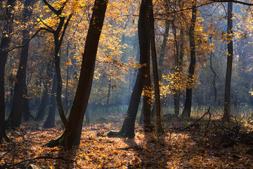 Wall Mural - Autumn forest