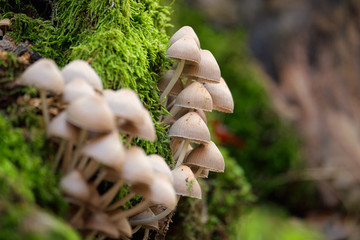 Wall Mural - Mushrooms on a trunk