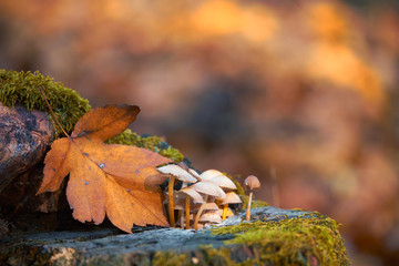 Wall Mural - Macro photo of mushrooms