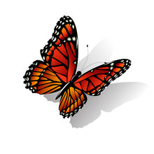 The Monarch Butterfly  Vector